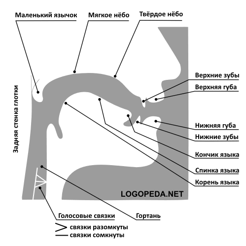 Схема строения органов артикуляционного аппарата